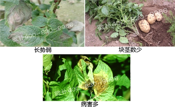 微補(bǔ) 微補(bǔ)