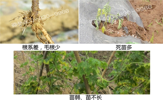 微補(bǔ) 微補(bǔ)