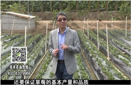 20180108珠江臺(tái)搖錢樹：草莓苗弱膨果增甜如何做？