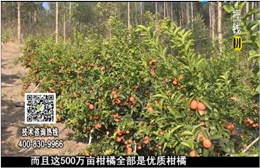 20180115珠江臺(tái)搖錢樹：廣西柑橘微補(bǔ)全年管理樹壯增產(chǎn)