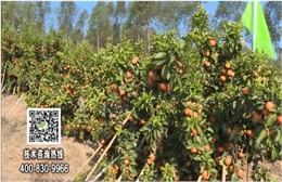 20180129珠江臺(tái)搖錢樹：柑橘種出品質(zhì)果、采后如何管理？