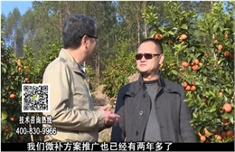 20180122珠江臺(tái)搖錢樹：廣西柑橘如何管？產(chǎn)量賣相好?