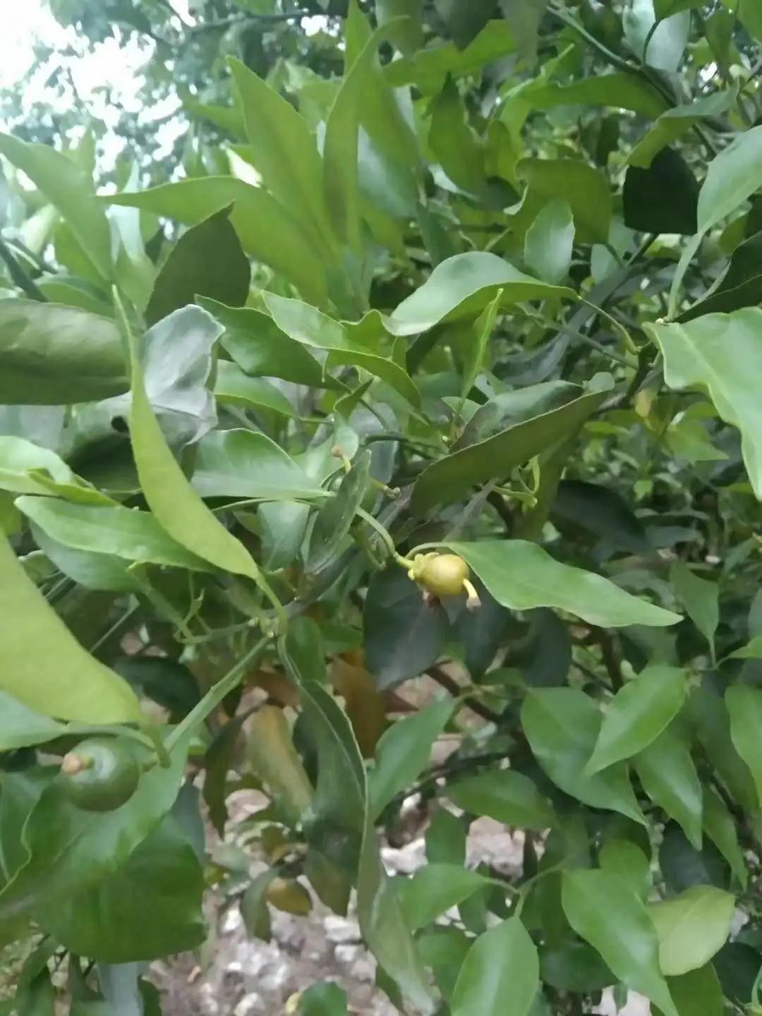 幼果變黃 幼果變黃