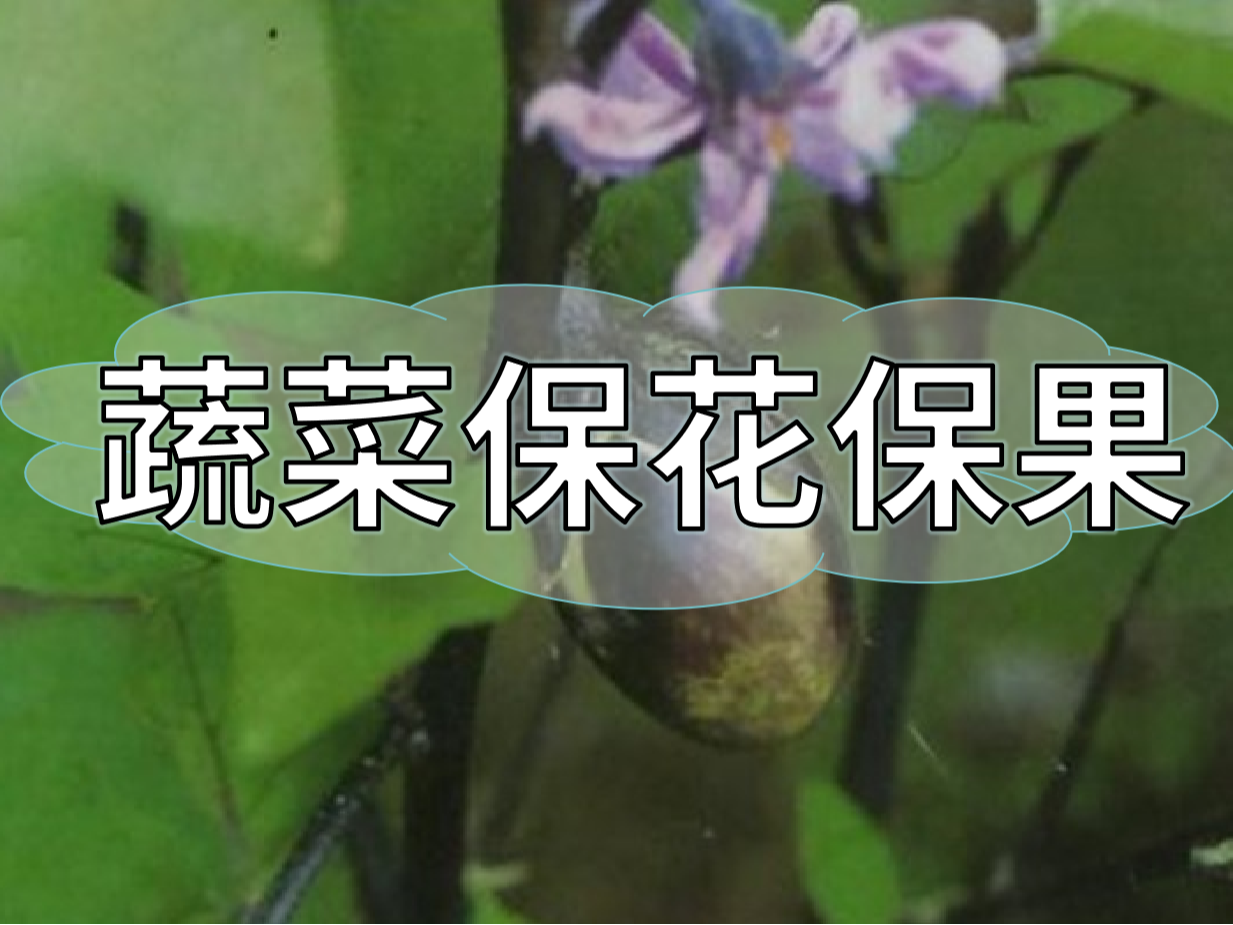 蔬菜高溫花少坐果少，一套方案促花保果