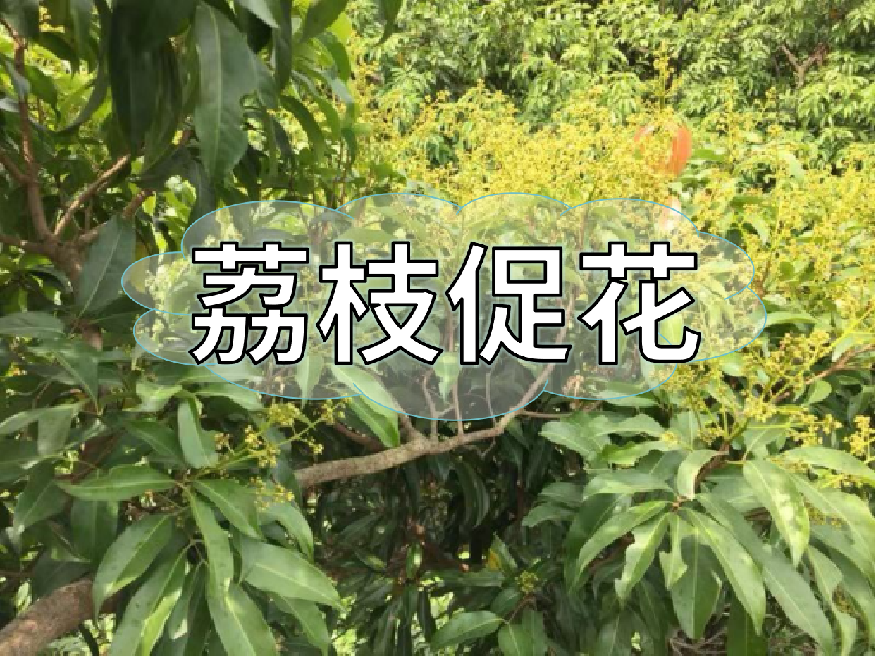 荔枝控梢期，做好促花工作，來年高產(chǎn)有基礎(chǔ)