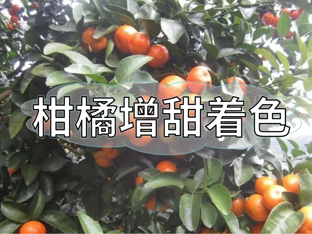 柑橘增甜和轉(zhuǎn)色，到底和什么有關(guān)