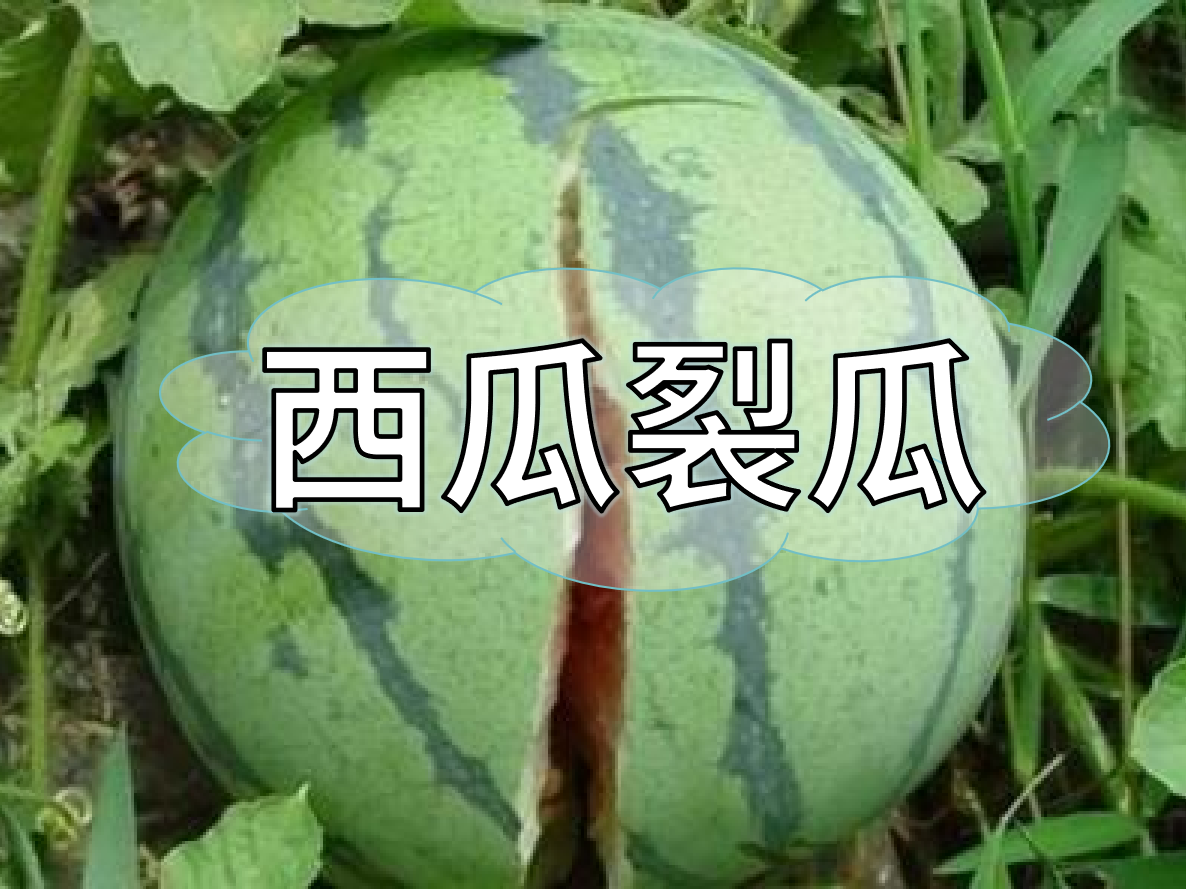 西瓜裂瓜致低產(chǎn)，這樣做，輕松解決問題！
