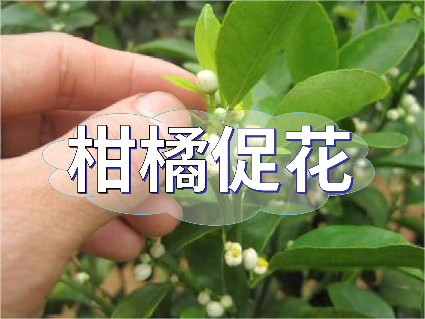 到了<i style='color:red'>柑橘秋梢</i>期，什么時候促花？