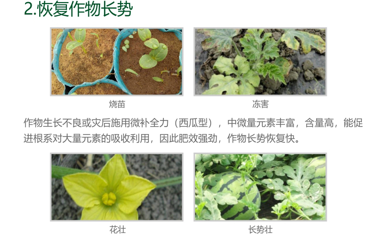 微補全力西瓜1kg