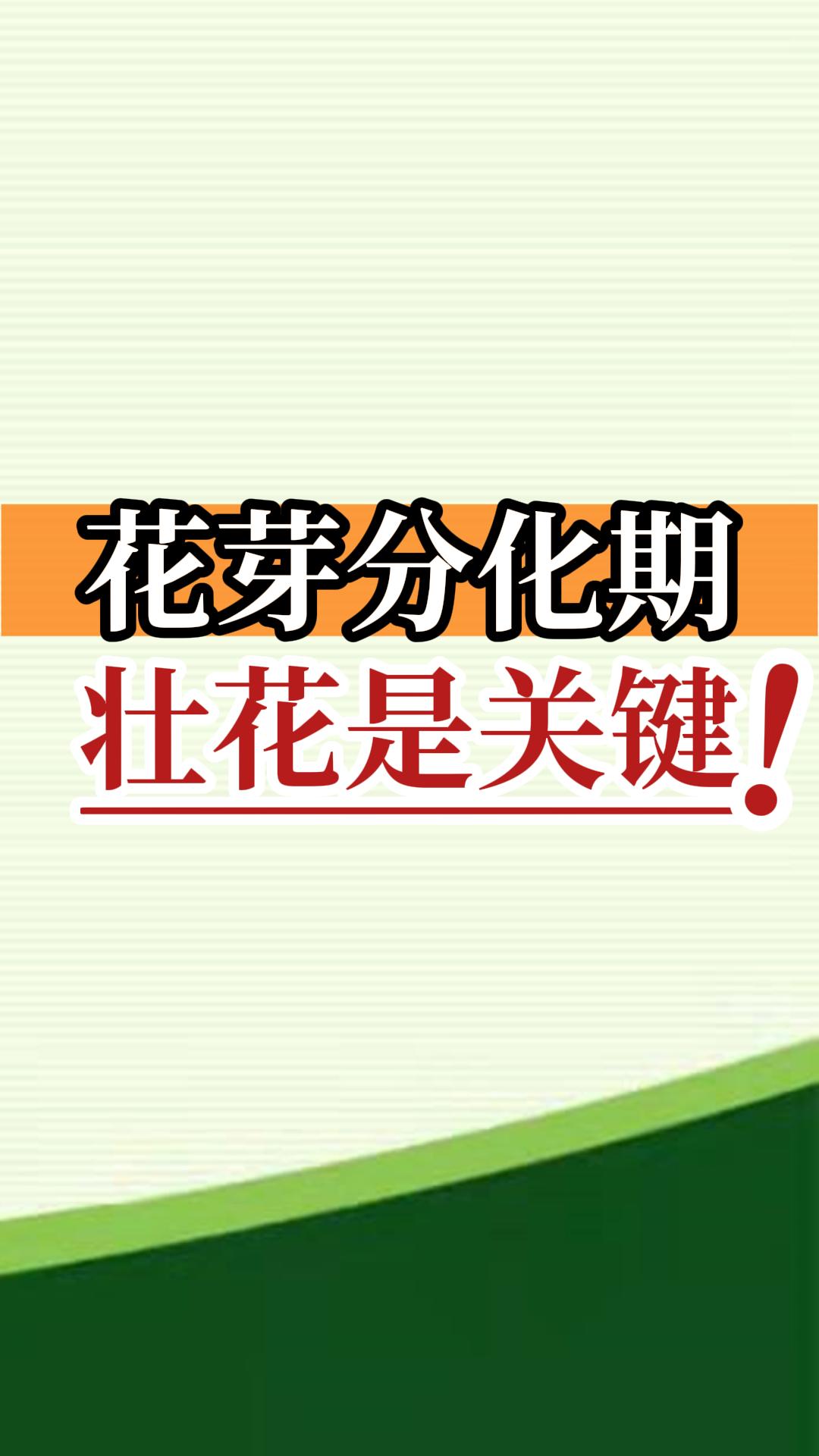 花芽分化期 壯花是關鍵