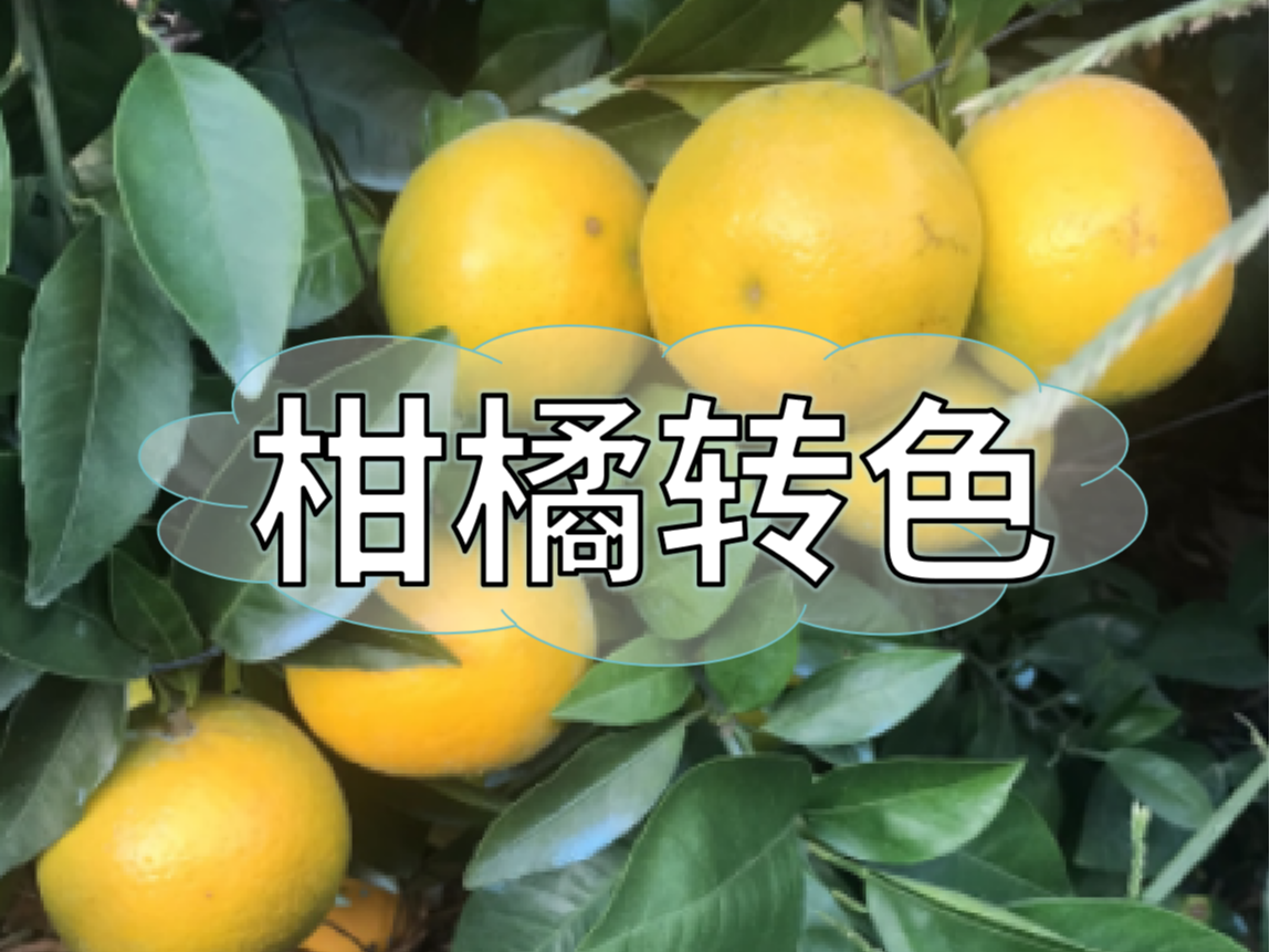 柑橘著色不理想，沖刺品質(zhì)果要抓緊了！