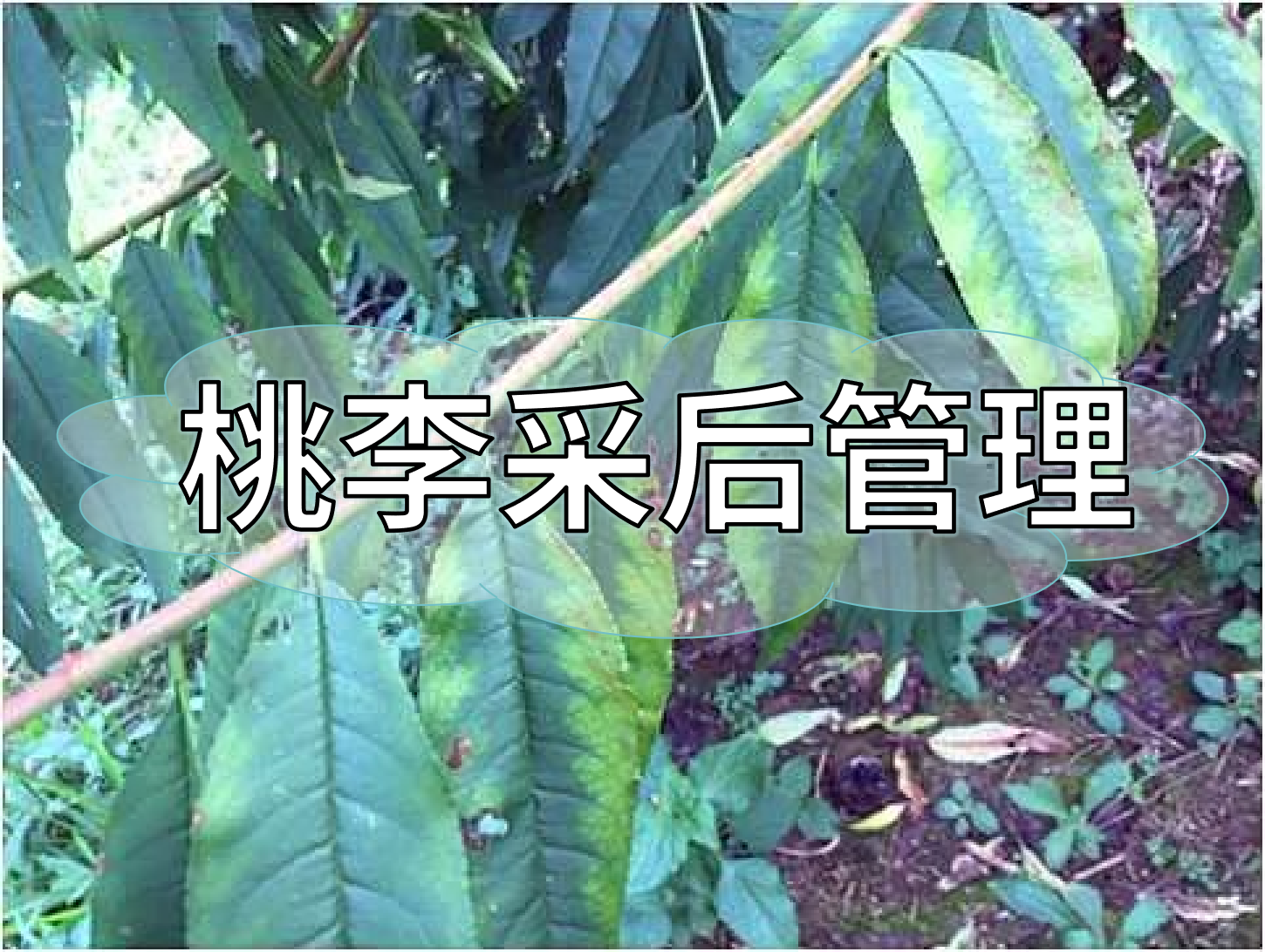 桃樹采后管理技術(shù)要點(diǎn)：養(yǎng)樹促花為來年豐產(chǎn)奠基