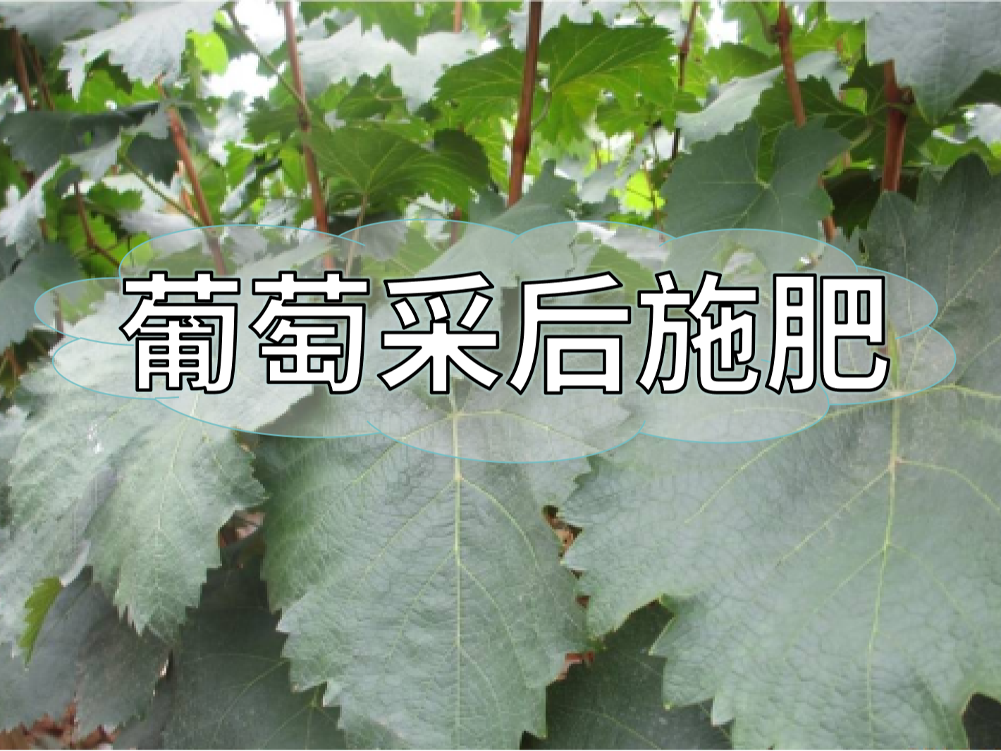 高產(chǎn)葡萄園采后如何施肥？