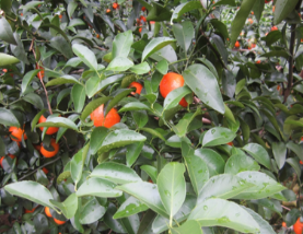 微補方案反饋|跟著農(nóng)友們管理，放優(yōu)質(zhì)秋梢并不難