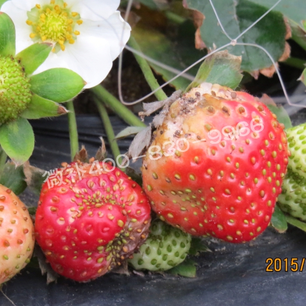 9畸形果、著色差