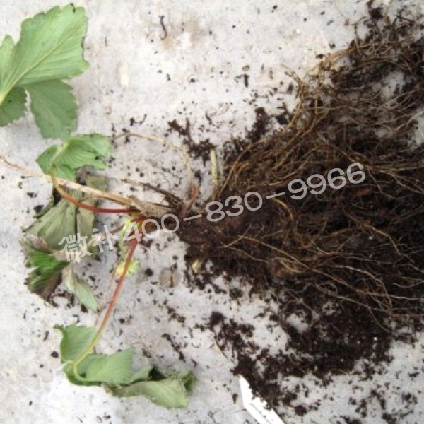 2死苗、黑根、爛根