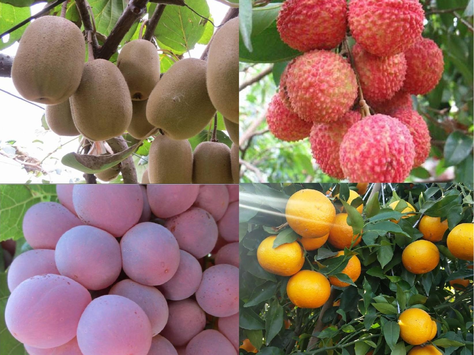 果樹補鈣全攻略：告別<i style='color:red'>裂果</i>爛果，種出優(yōu)質(zhì)好果