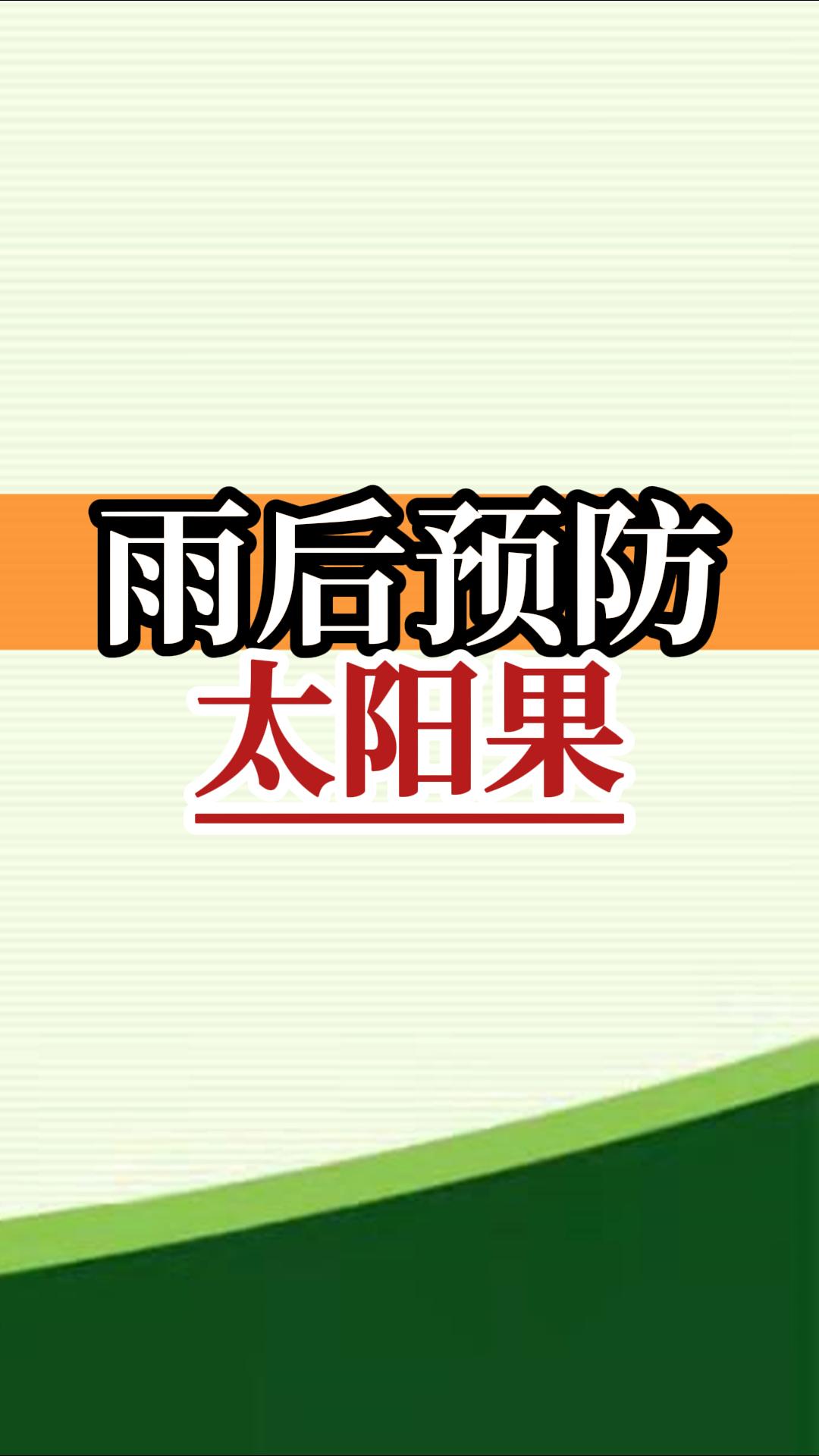 雨后高溫柑橘更易曬傷，及時(shí)管理預(yù)防太陽(yáng)果