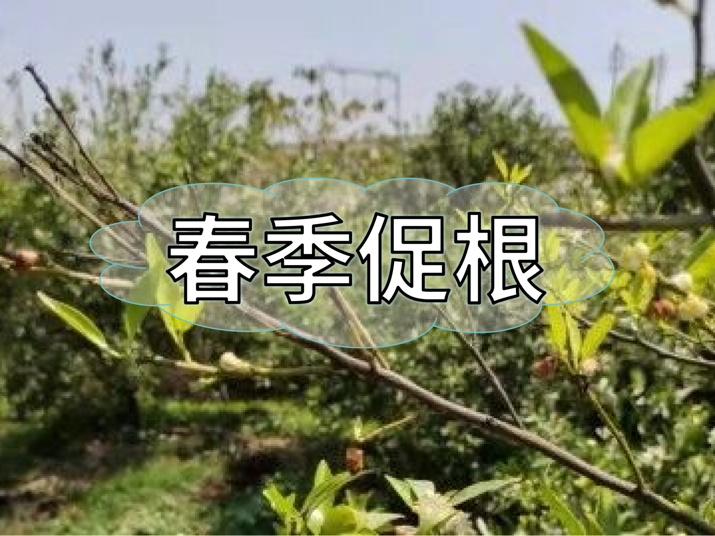 果樹(shù)生根養(yǎng)根，護(hù)根壯長(zhǎng)怎么做省錢(qián)有效？
