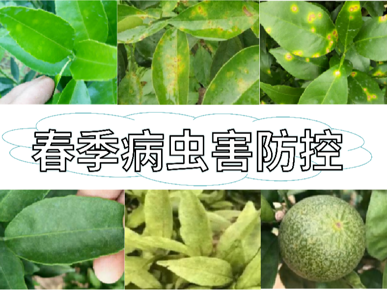 果樹(shù)病蟲(chóng)害開(kāi)始活動(dòng)，防控方法就用這一套