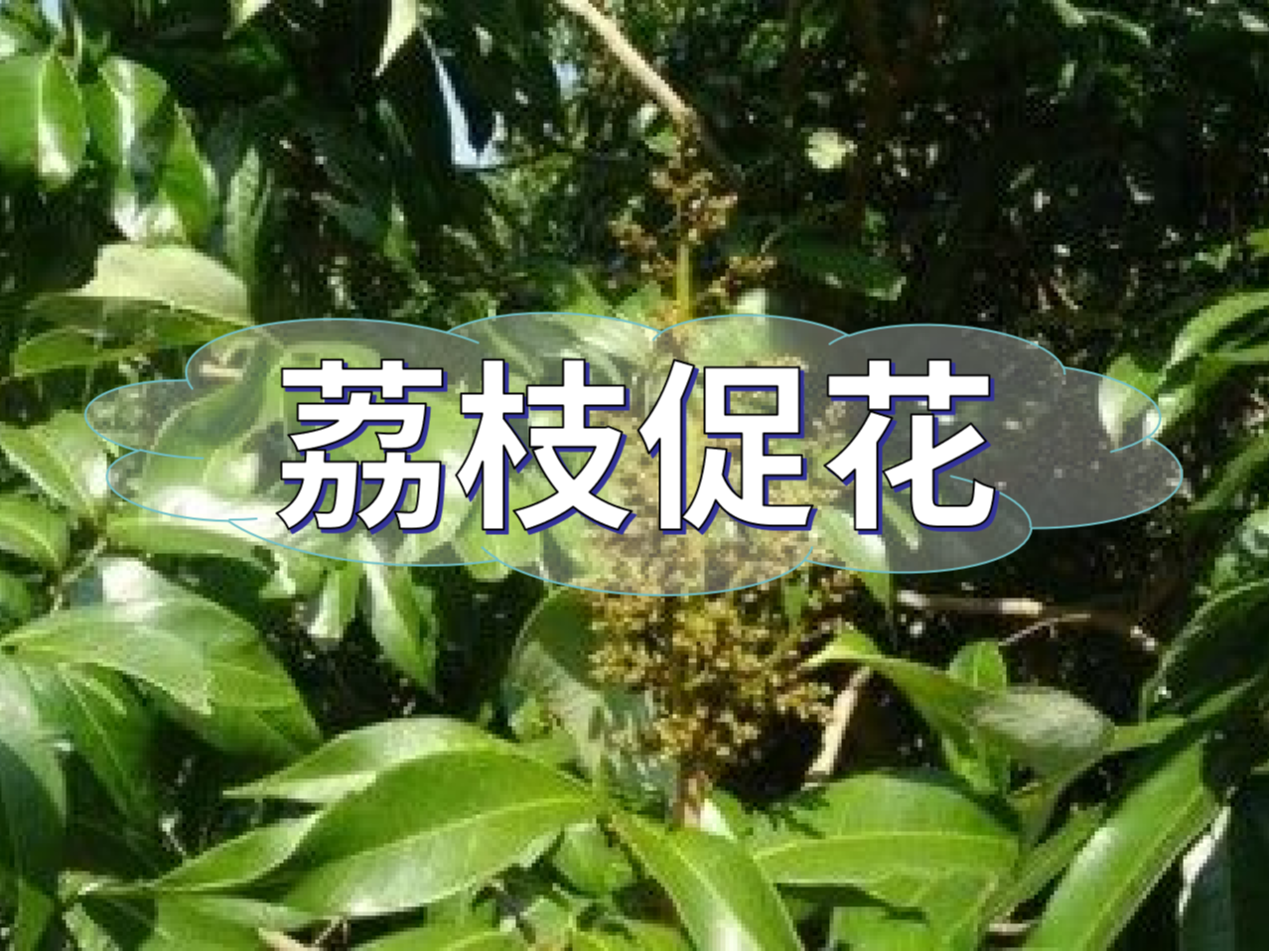 早熟荔枝，開始促花啦！