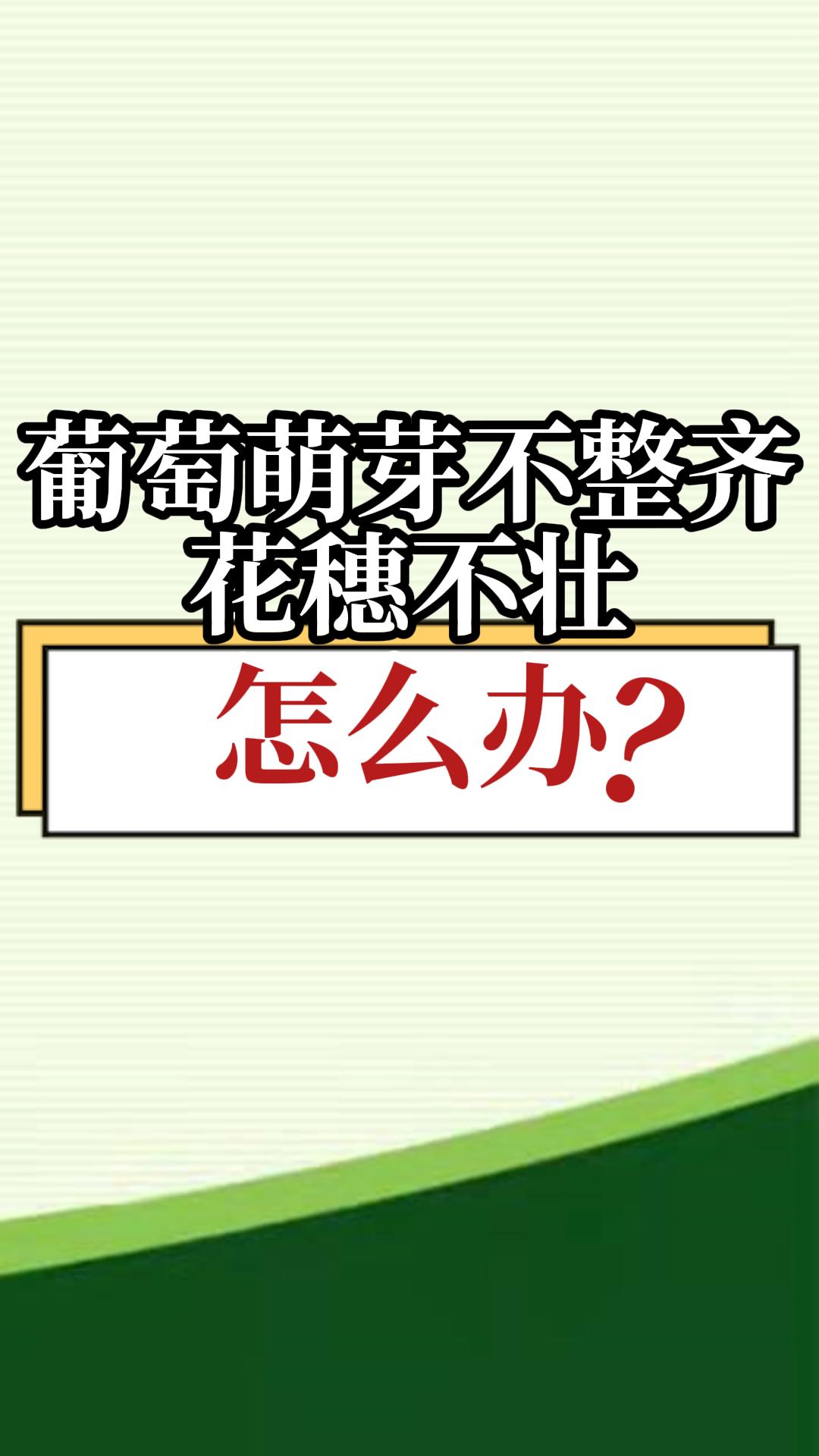 葡萄萌芽不整齊，花穗不壯，怎么辦？