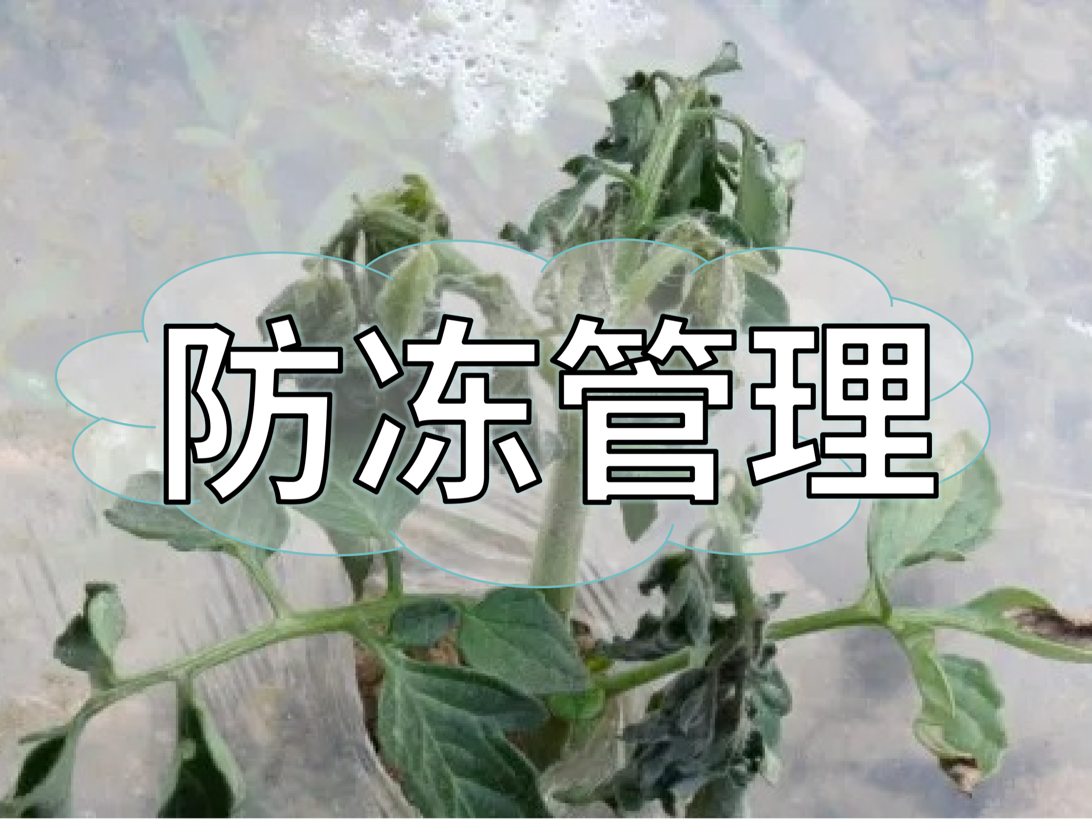 氣溫大跳水，柑橘草莓蔬菜等凍前凍后怎么管？
