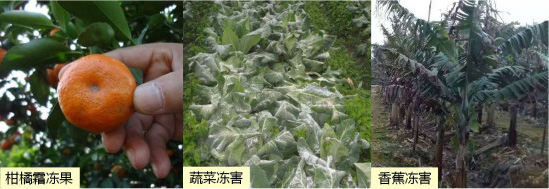 讓作物安全過冬的實用小妙招，速看