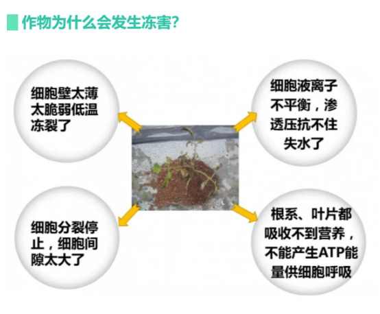 讓作物安全過冬的實用小妙招，速看