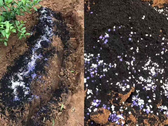 一月份柑橘管理