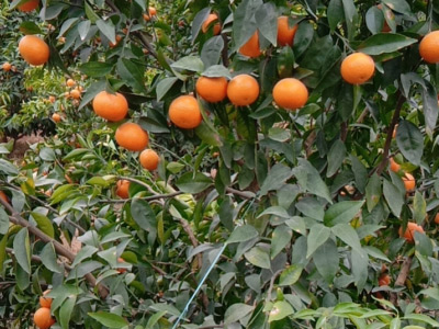 一月份柑橘管理