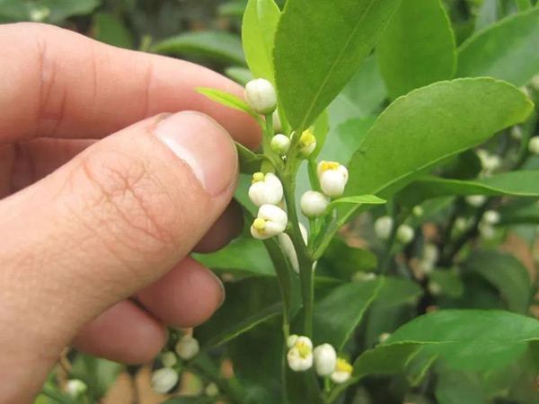 沃柑茂谷柑來(lái)花多要疏花，促花工作就不做了，小心花多不壯