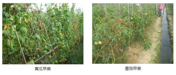 蔬菜秋季管理攻略