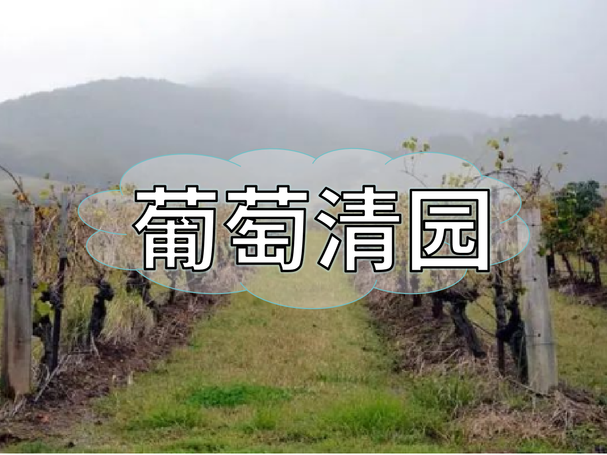 葡萄清園怎么進行？