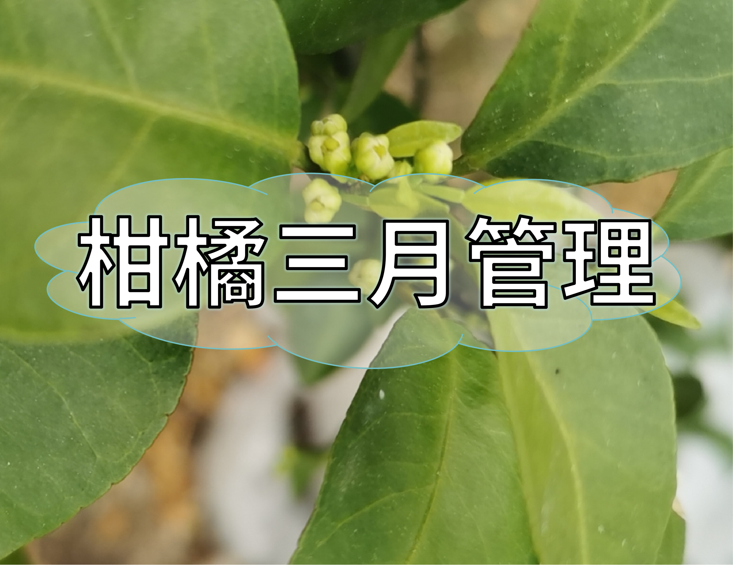三月柑橘管理核心：促根、健樹(shù)、壯花