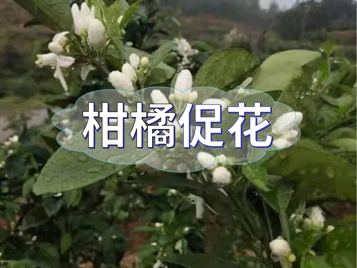 柑橘促花三要領(lǐng)，促進(jìn)優(yōu)質(zhì)花的形成