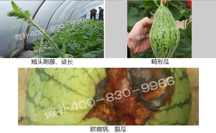 西瓜營養(yǎng)方案