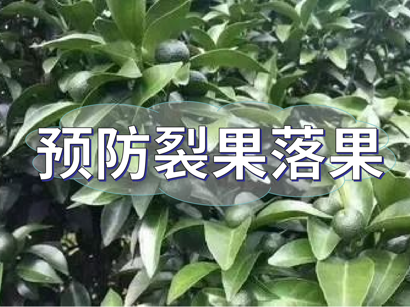 柑橘落果裂果高峰期，要先預(yù)防