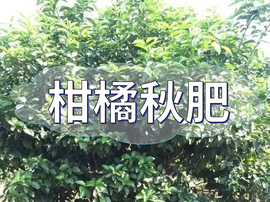 柑橘秋肥用得好產(chǎn)量不會(huì)少！怎么施？