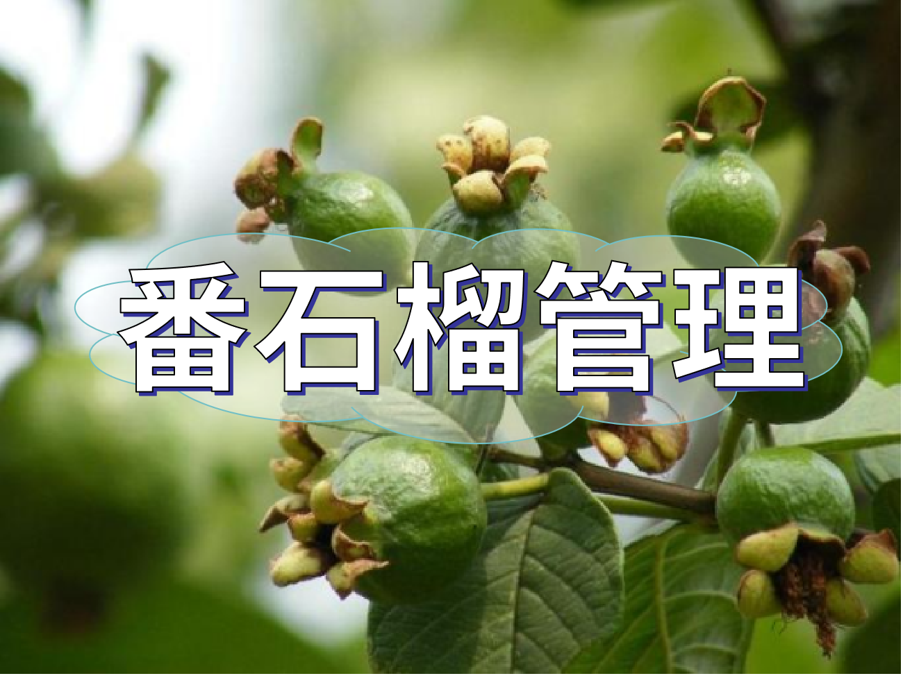 番石榴花少果少，連續(xù)開花坐果期這套方案提高產(chǎn)量