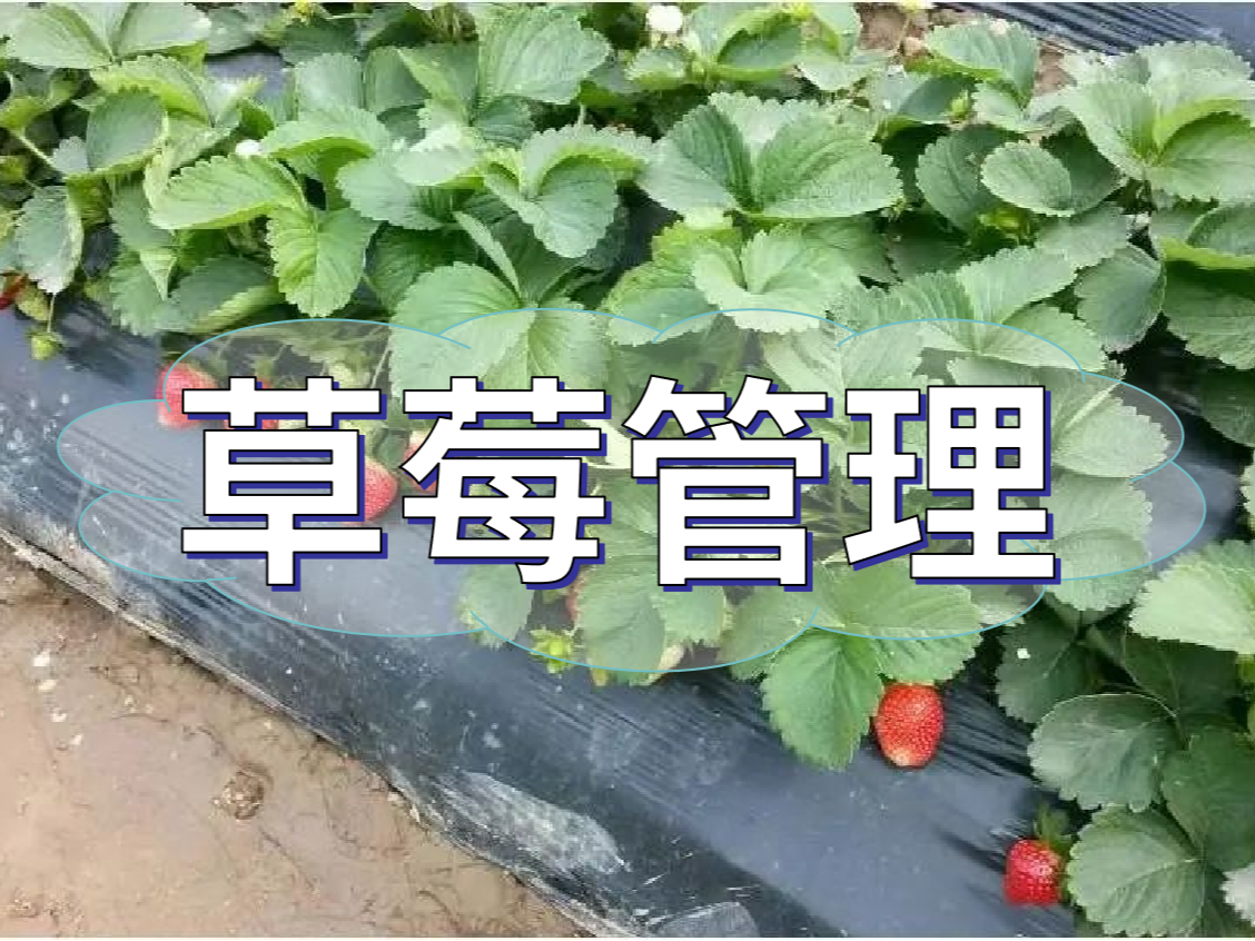 這樣做讓你的草莓品質(zhì)好，產(chǎn)量高！