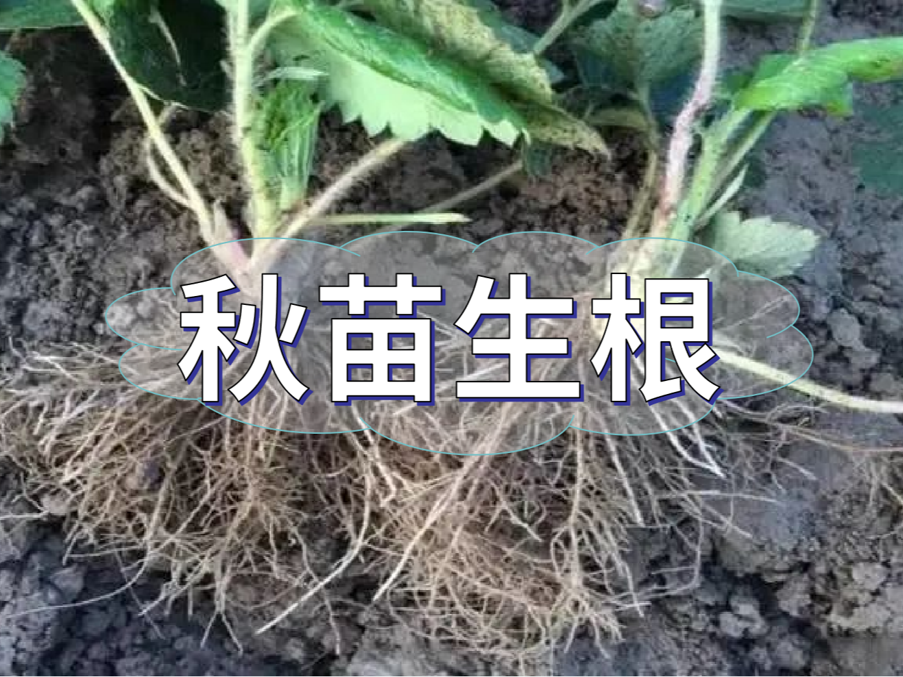 秋播開始，生根養(yǎng)根是作物健壯增產(chǎn)提質(zhì)的關(guān)鍵