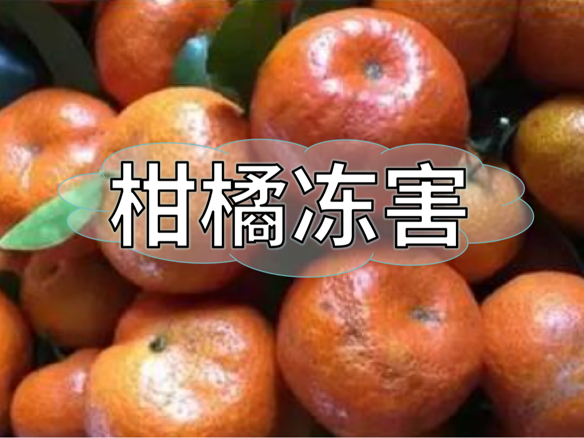 柑橘凍害難恢復，防凍提前做更重要