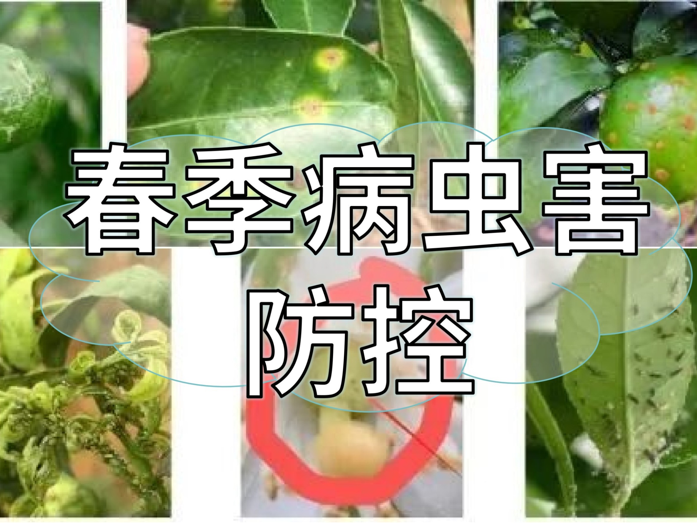春季病蟲(chóng)害高發(fā)，這個(gè)方法防控成本低效果好