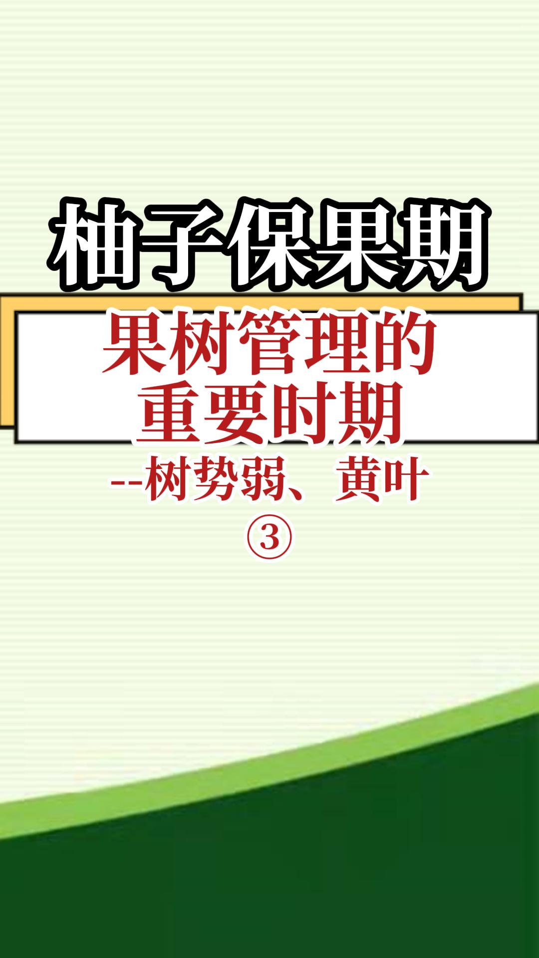 柚子保果期果樹管理重要時(shí)期--樹勢弱 黃葉3