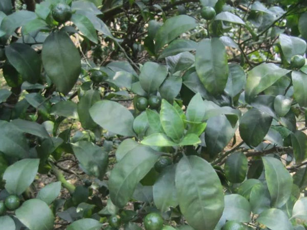 微補(bǔ)三級(jí)火箭方案有如此神奇功效？