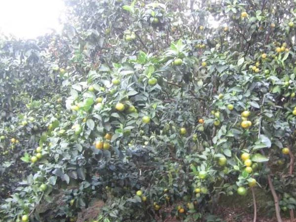 微補(bǔ)三級(jí)火箭方案有如此神奇功效？