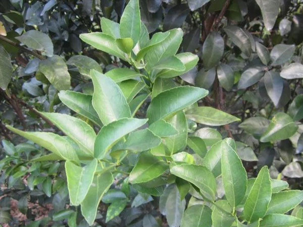 微補(bǔ)三級(jí)火箭方案有如此神奇功效？