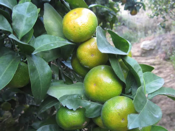 微補(bǔ)三級(jí)火箭方案有如此神奇功效？