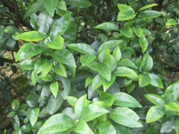 微補(bǔ)三級(jí)火箭方案有如此神奇功效？